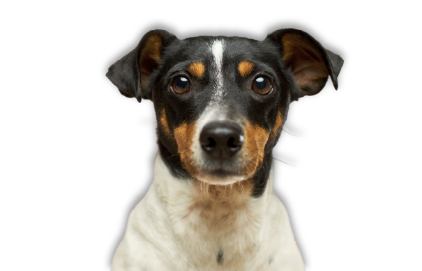 pet friendly alarms